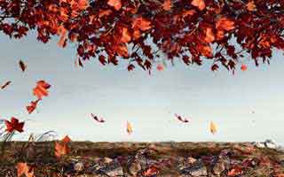 会站多久会走，多久站立