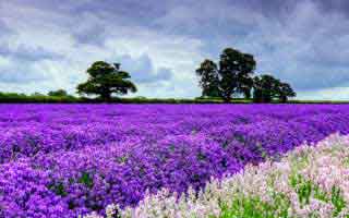 水果加人工智能（人工智能水果蔬菜识别）