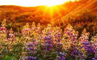 下一站自由英文？ 下一站自由英文怎么说？