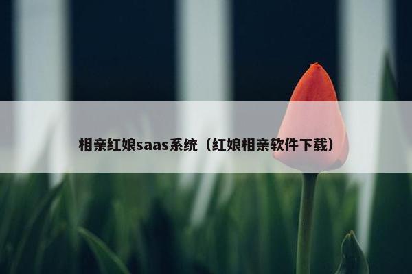 相亲红娘saas系统（红娘相亲软件下载）