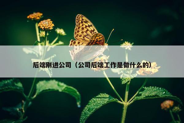 后端刚进公司（公司后端工作是做什么的）