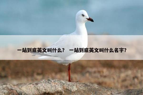 一站到底英文叫什么？ 一站到底英文叫什么名字？