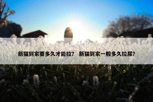 新猫到家要多久才能拉？ 新猫到家一般多久拉尿？