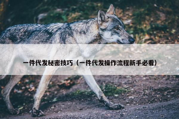 一件代发秘密技巧（一件代发操作流程新手必看）