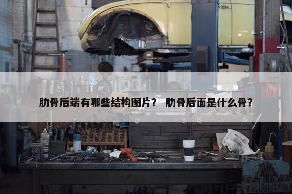 肋骨后端有哪些结构图片? 肋骨后面是什么骨?